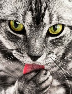 cat licking paw