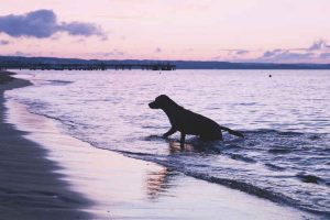 dog climbing out of sea