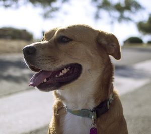 fit dog training in the park