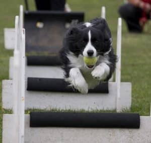 flying dog training