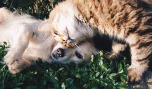 tabby cat rubbing head on a golden retriever 