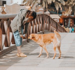 Places to take your dog in Cairo, Egypt