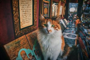 Famous cats throughout history