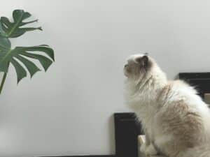 stop your cat eating plants