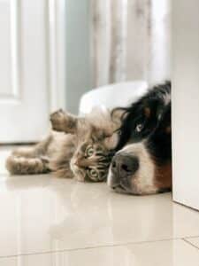 is it cheaper to own a cat or a dog