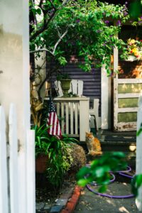 taking a cat to america