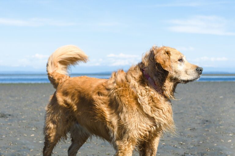 dog canada