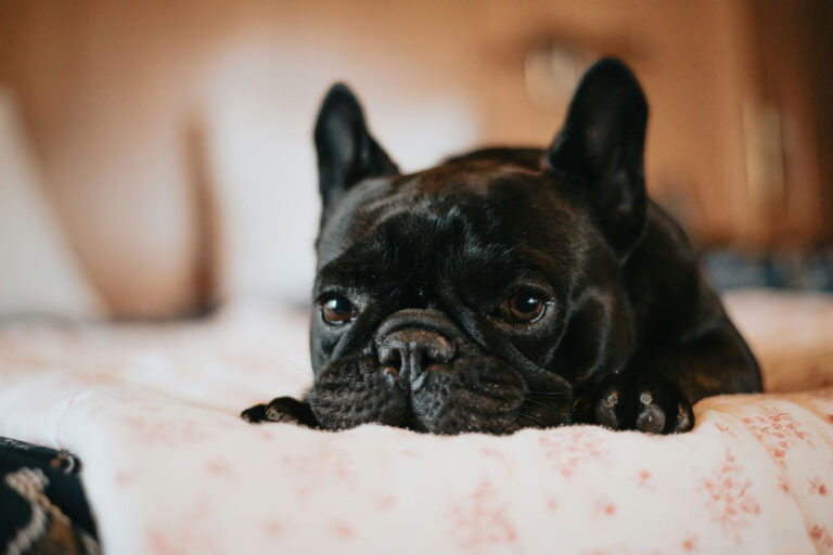 How moving can trigger anxiety | PetAir UK