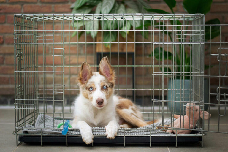 How to prepare your dog for long-distance air travel | PetAir UK