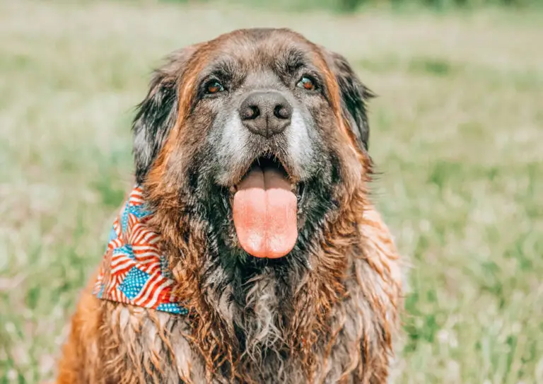 Top 5 myths about flying pets to the USA | PetAir UK